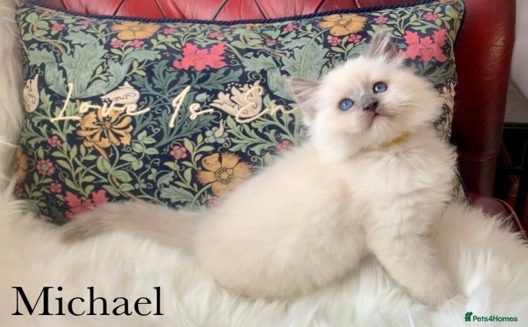 Ragdoll cats - Advert 10