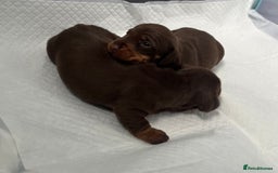 Miniature Dachshund dogs for sale: mini dachshund puppys❗️LAST BOY❗️ - Image 16