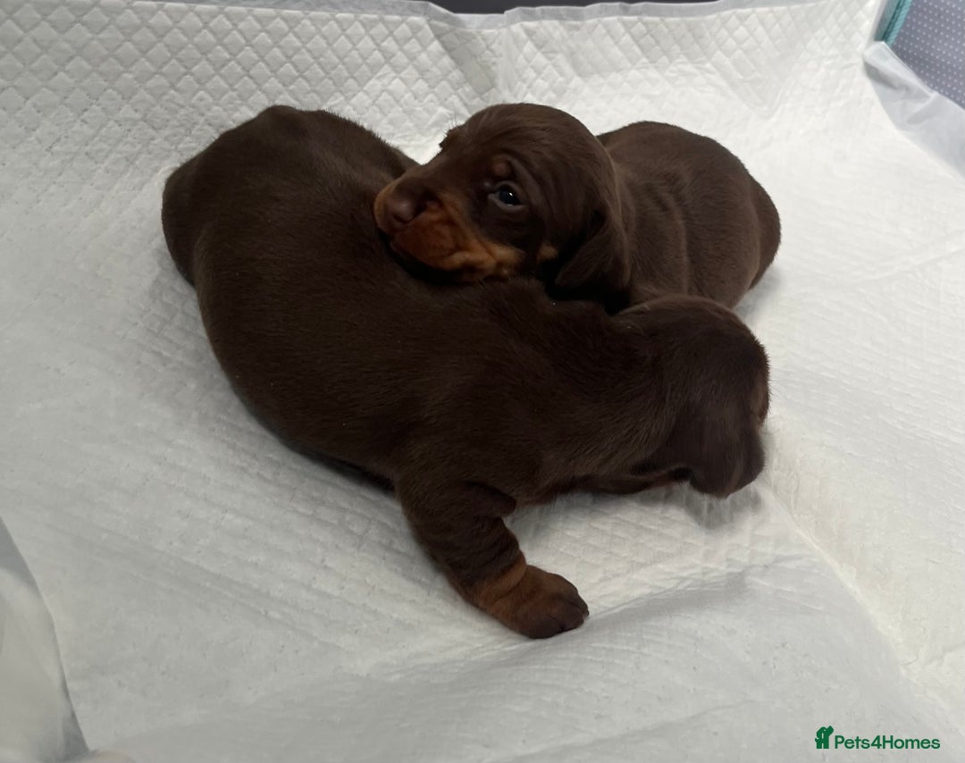 Miniature Dachshund dogs for sale: mini dachshund puppys❗️LAST BOY❗️ - Image 16