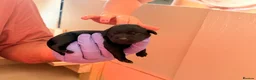 Labrador Retriever dogs for sale: Beautiful litter of Labrador Puppies  - Advert 26