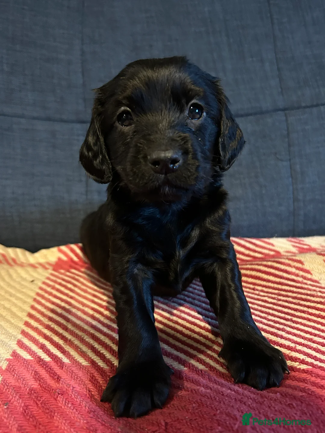 Mixed Breed dogs for sale: Cockapoo / Sprocker Puppies - Advert 7