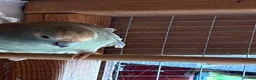 Parakeets birds for sale: Kakariki breeding pair - Advert 3