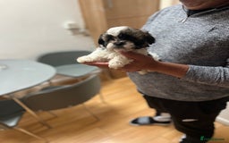 Maltese dogs for sale: Maltes - Image 8