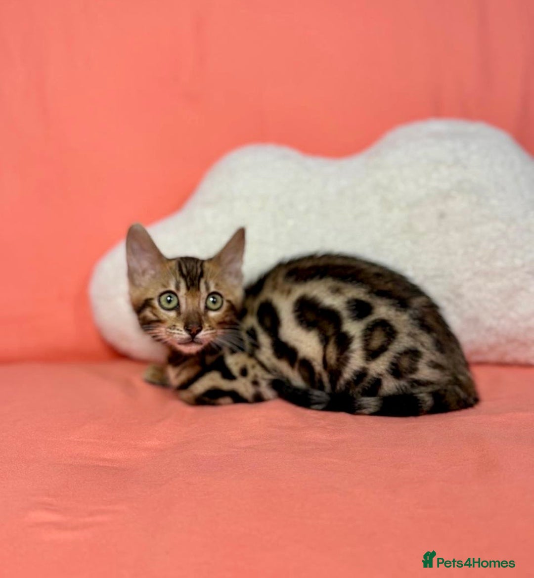 Bengal cats for sale: 🐾Purebred BENGAL Kittens🐾  - Image 13