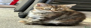 Mixed Breed Kitten 2