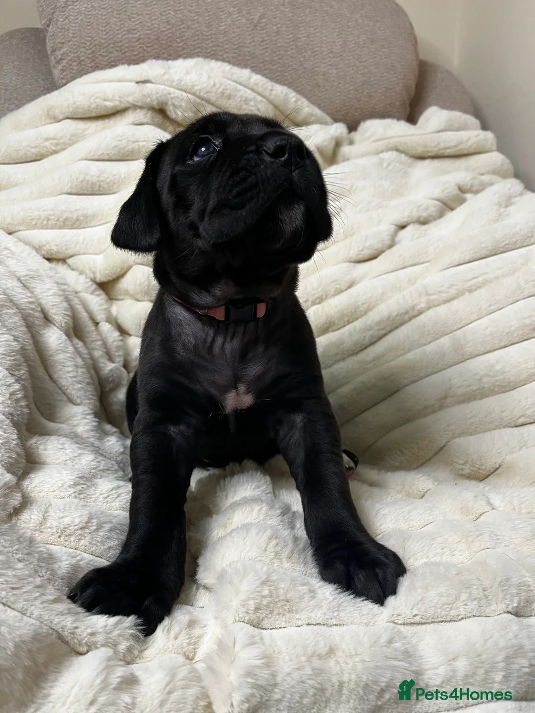 Cane Corso dogs for sale: Cane Corso Puppies  - Advert 31