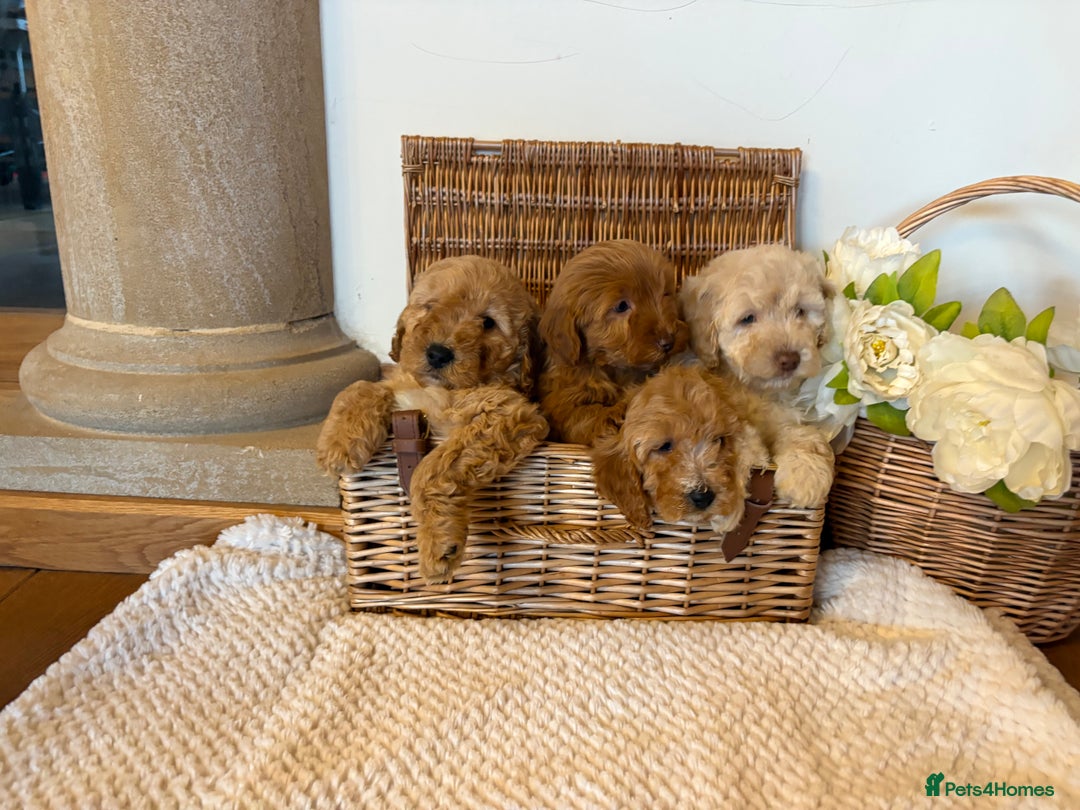Cockapoo dogs for sale: Cockapoo F1b show type pups, PRIZEWINNING LINES - Advert 3