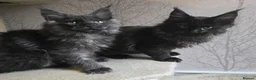 Maine Coon cats for sale: Hand Reared Black Smoke Maine Coon Kittens - Advert 33