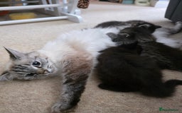 Ragdoll cats for sale: Beautiful mix Ragdoll cross Norwegian forest  - Image 1