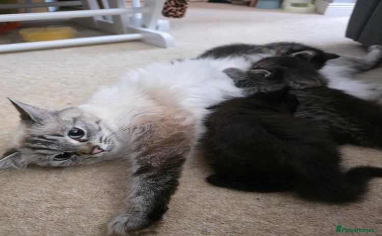 Ragdoll cats - Advert 7