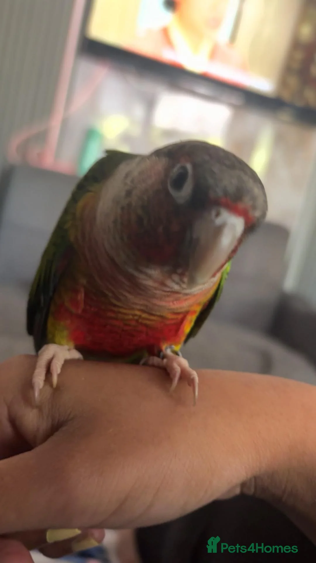 Conures birds for sale: Pair of young conures  - Advert 1