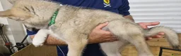 Siberian Husky dogs for sale: 5 Boys & 2 Girls Siberian Huskies – b. 21/5/26 - Advert 10