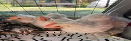 Chickens poultry for sale: Pekin bantam cockerels in Plymouth - Advert 3