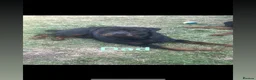 Rottweiler dogs for sale: Rottweiler Puppies - Advert 15