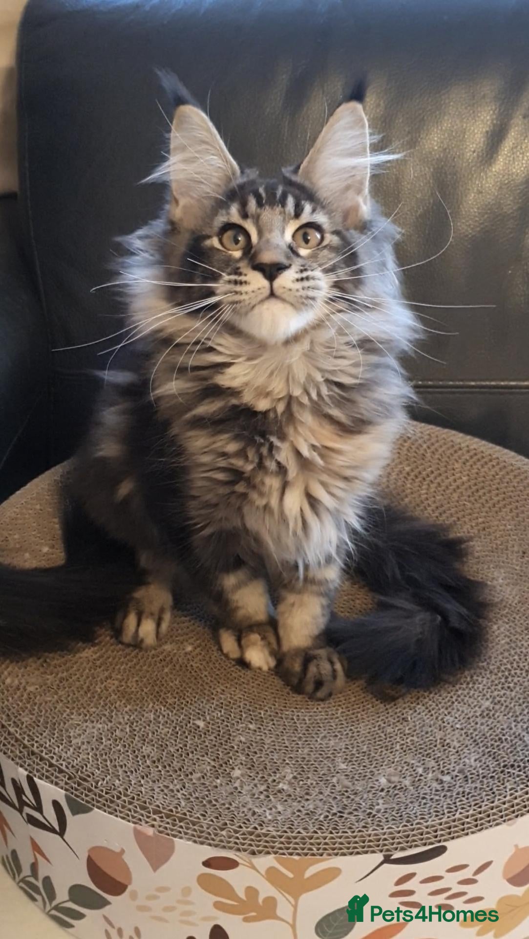 Maine Coon cats for sale: pure maine coon kittens - Advert 2
