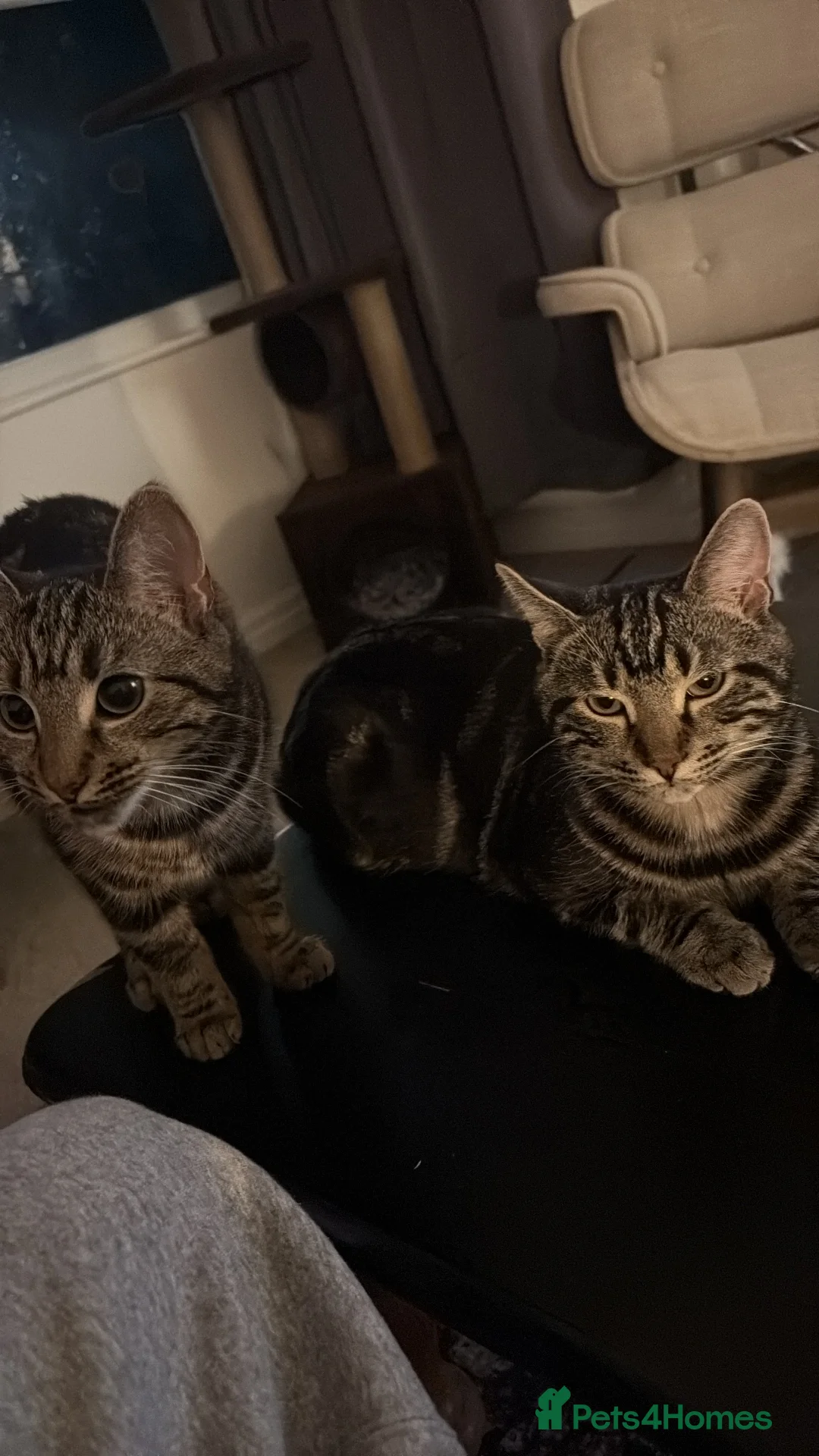 Domestic Shorthair cats for sale: URGENT REHOME for 2 beautiful cats -price for both - Advert 1