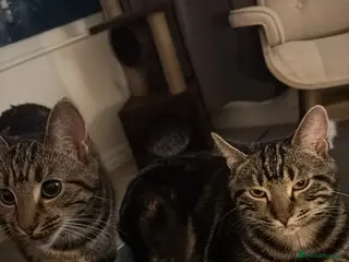 Domestic Shorthair cats URGENT REHOME for 2 beautiful cats -price for both - Advert 12
