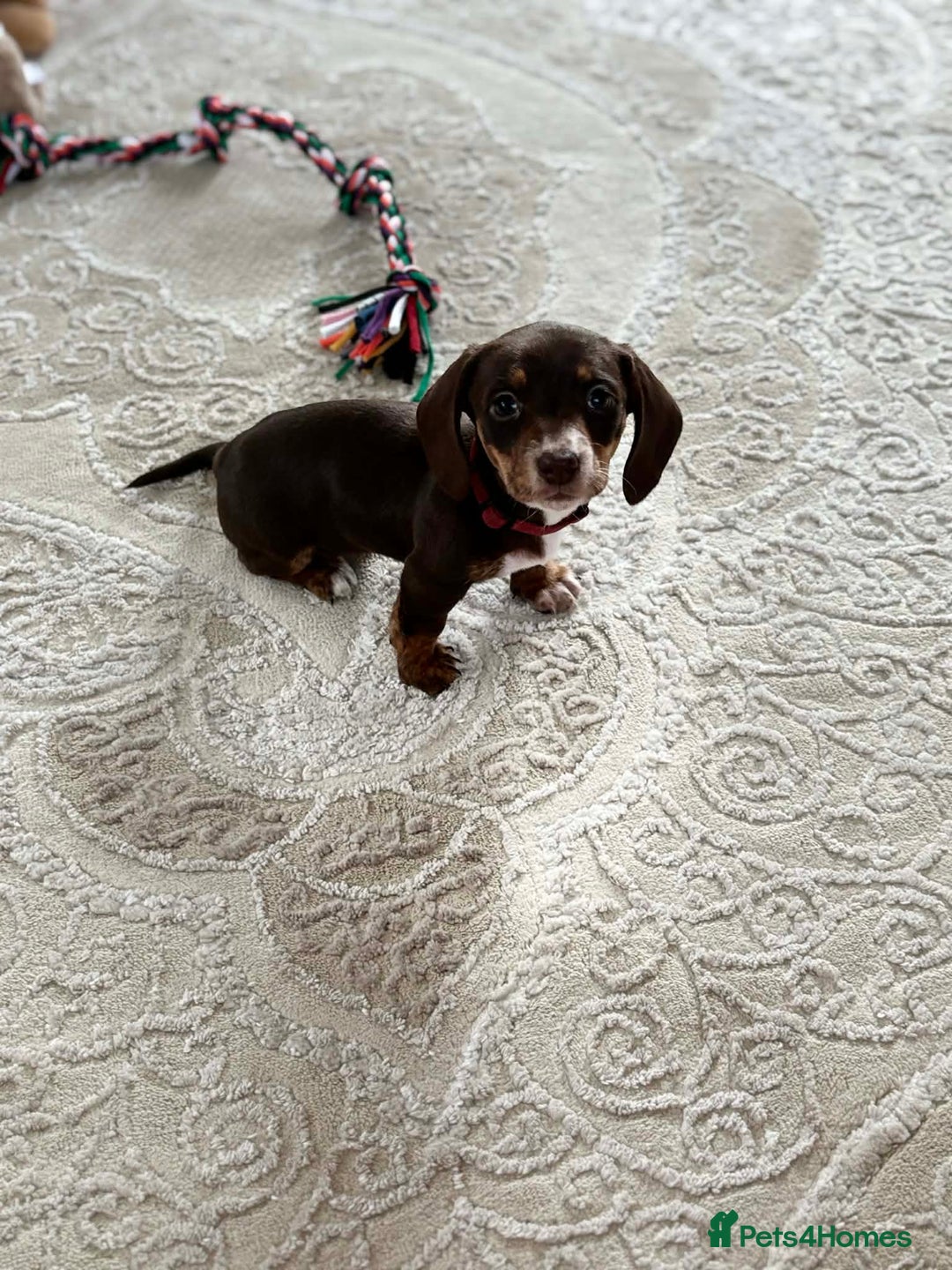 Miniature Dachshund dogs for sale: Kc registered smooth hair Miniature Dachshund’s - Advert 12