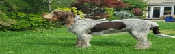 Italian Spinone dogs for sale: KC reg Italian Spinone  Puppies  - Advert 9