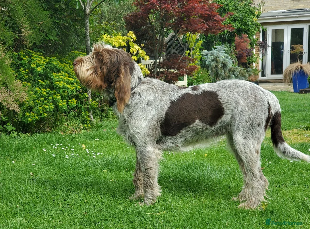 Italian Spinone dogs for sale: KC reg Italian Spinone  Puppies  - Advert 9