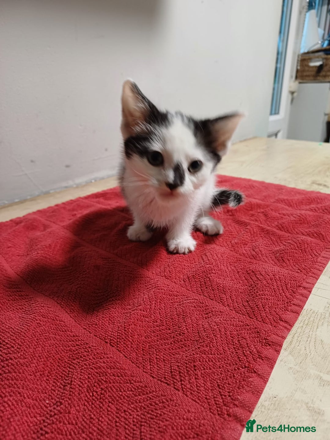 Mixed Breed cats for sale: 3 playful kittens  - Advert 7