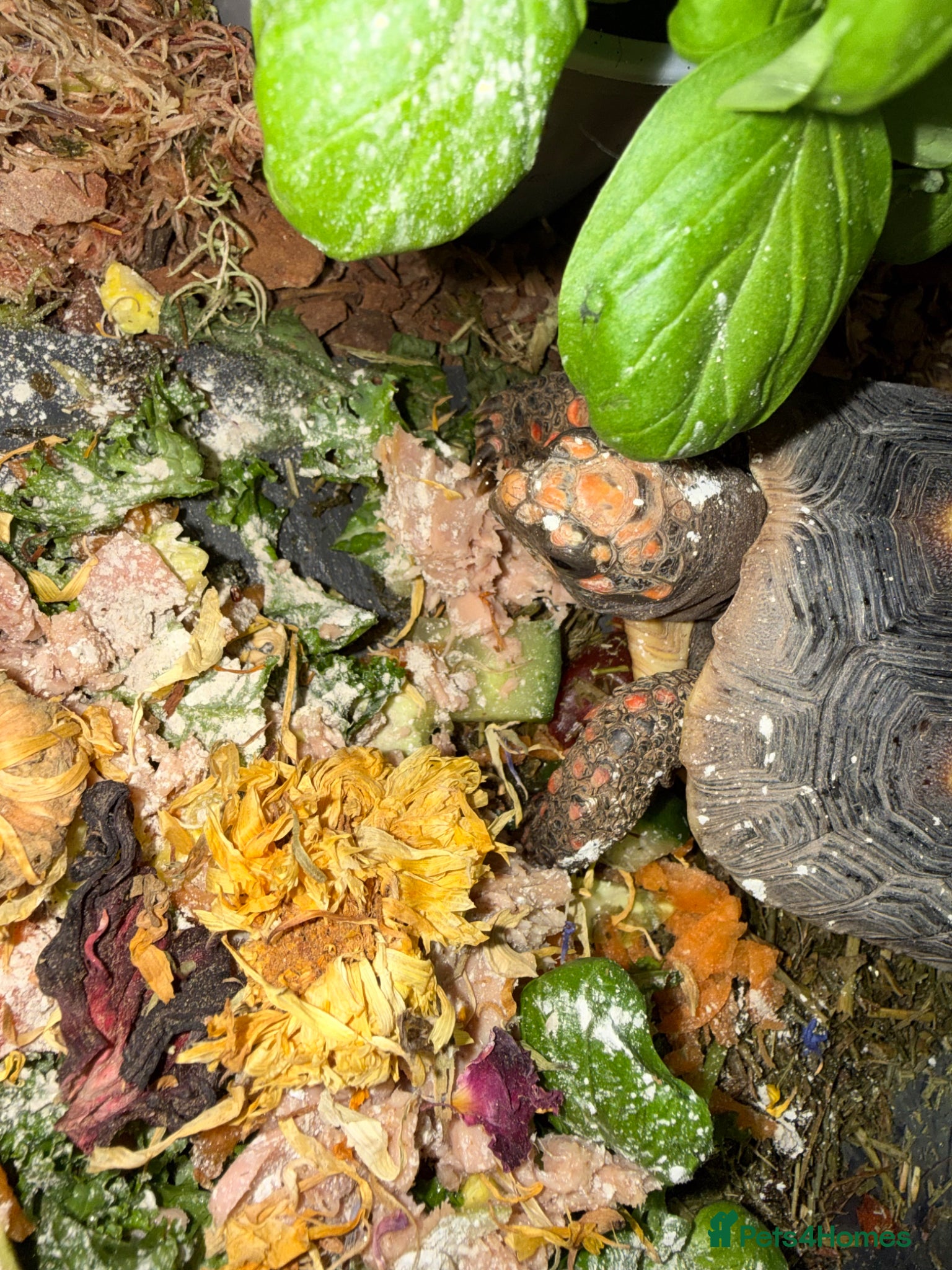 Tortoise reptiles for sale: Red foot tortoise  in Saint Leonards-on-sea - Advert 23
