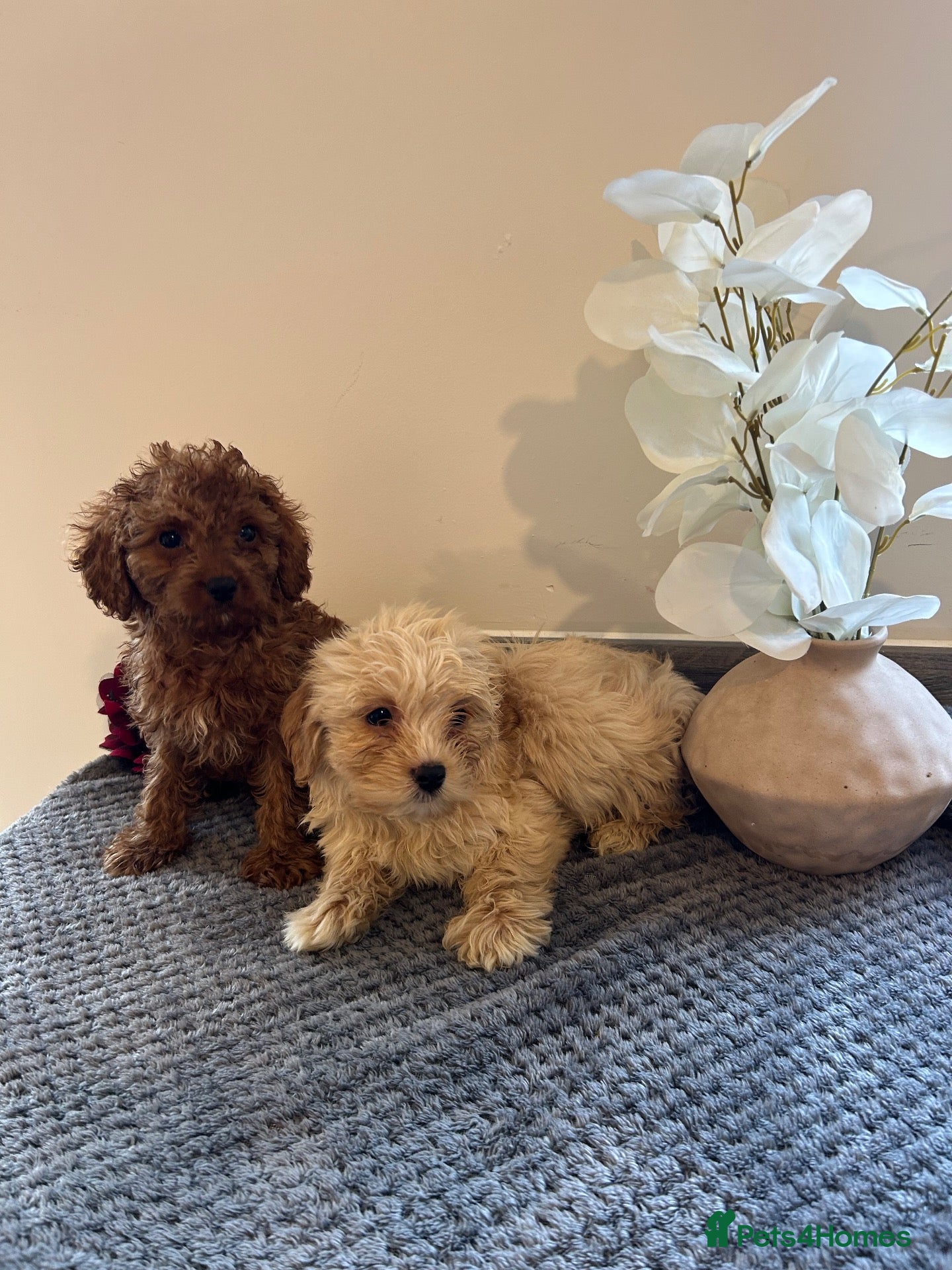 Maltipoo dogs for sale: 🐾🎃 5 GORGEOUS ASIAN  **  MALTIPOO PUPPIES! 🎃 - Advert 2
