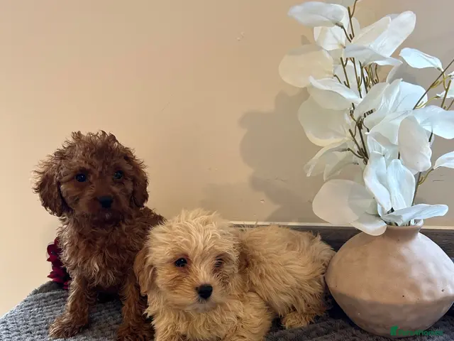 Maltipoo dogs for sale: 🐾🎃 5 GORGEOUS ASIAN ** MALTIPOO PUPPIES! 🎃 - Advert 2