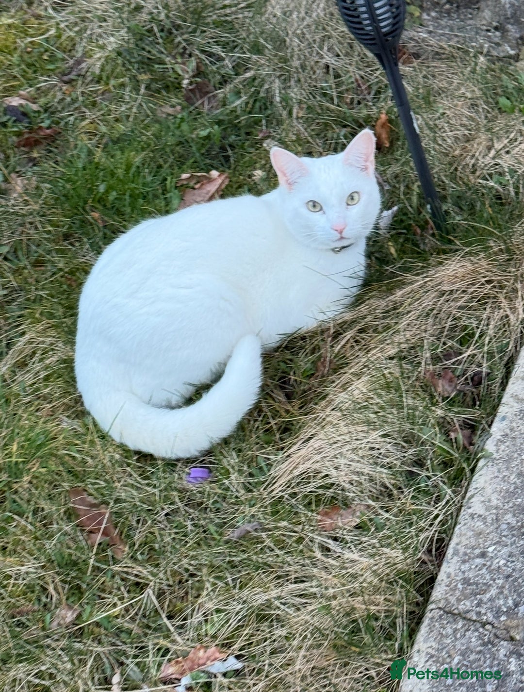 Mixed Breed cats for sale: White cat - Image 4