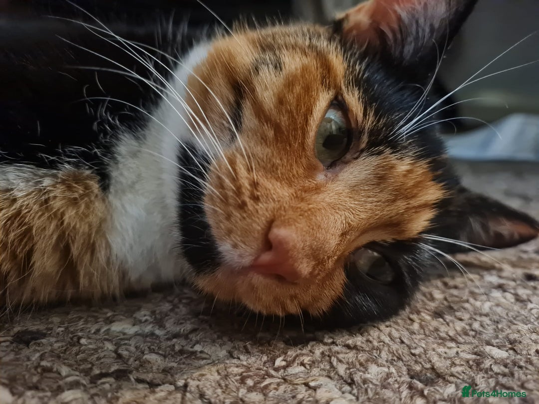 British Shorthair cats for sale: Calico kitten looking for a home - Advert 2