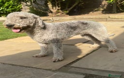 Bedlington Terrier dogs for sale: Stunning Bedlington Terrier puppies  - Image 3