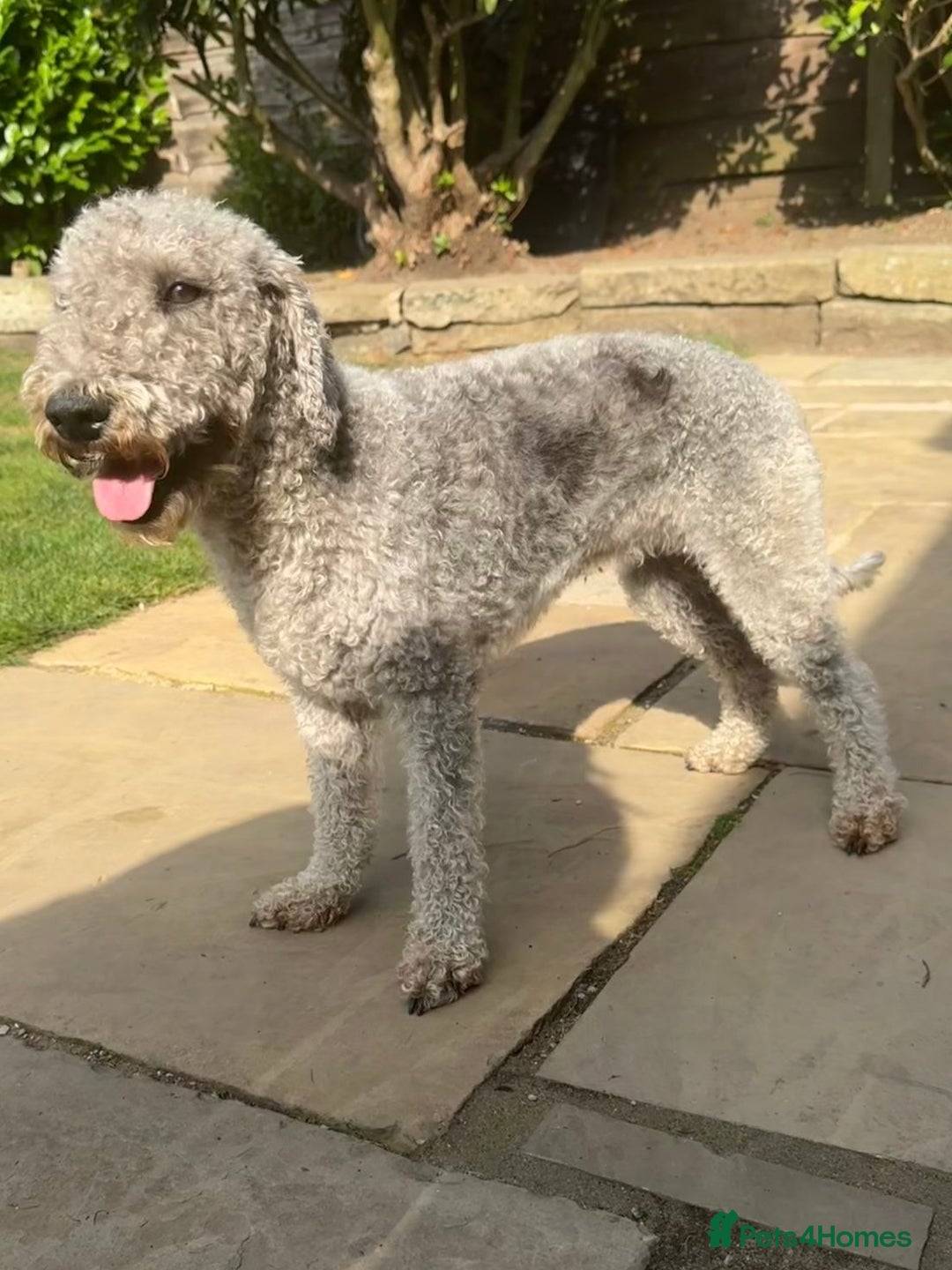 Bedlington Terrier dogs for sale: Stunning Bedlington Terrier puppies  - Image 3