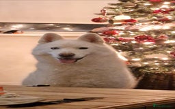 Siberian Husky dogs for sale: Ghost, loving 6yr male husky  - Image 2
