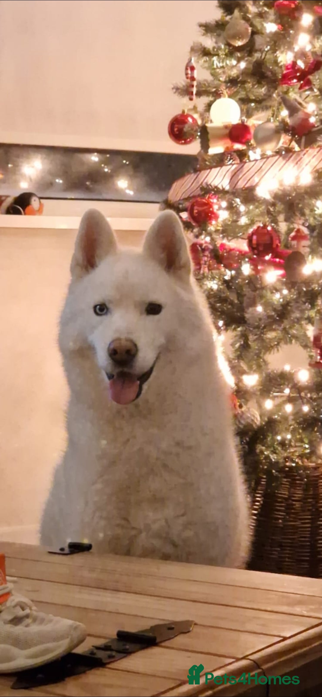 Siberian Husky dogs for sale: Ghost, loving 6yr male husky  - Image 2