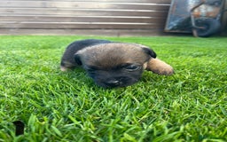 Border Terrier dogs for sale: Border Terrier Puppies  - Image 6