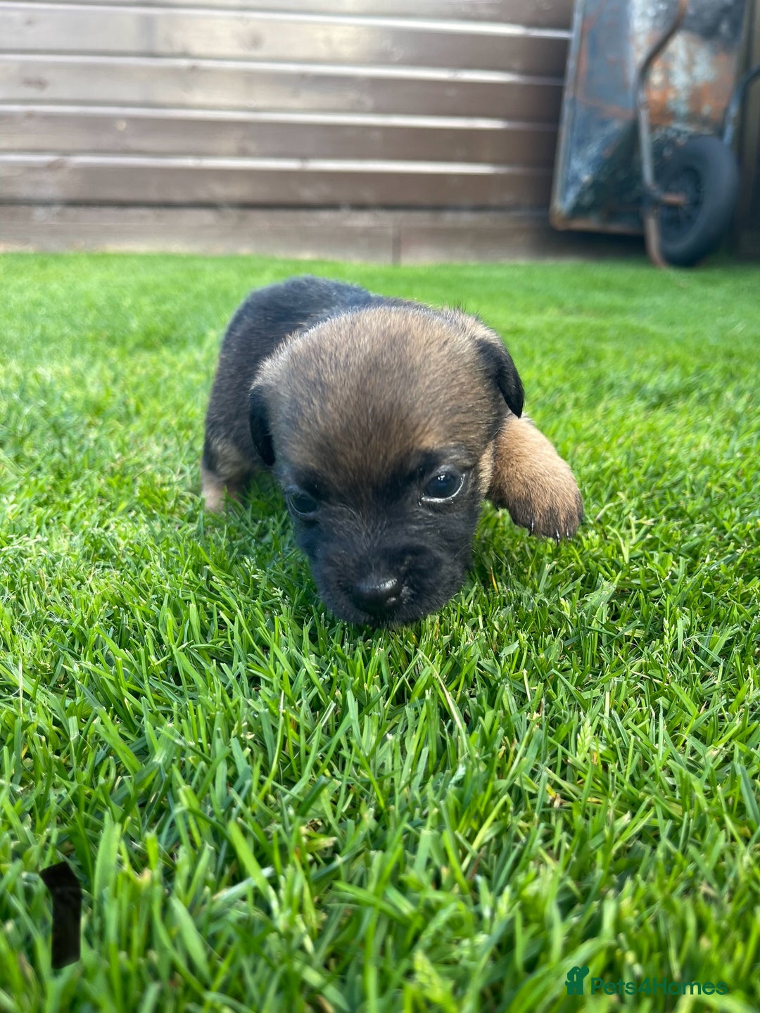 Border Terrier dogs for sale: Border Terrier Puppies  - Image 6