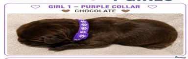PURPLE COLLAR-GIRL 