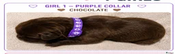 Mixed Breed dogs for sale: Gorgeous Staffador Puppies for Sale  - Advert 8