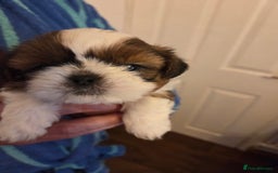 Shih Tzu dogs for sale: 5 stunning kc registered shih tzu pups - Image 2