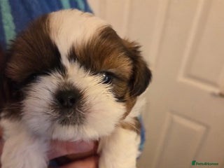 Shih Tzu dogs - Advert 2