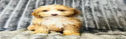 Cockapoo dogs for sale: F1 cockapoo girls two left READY TO LEAVE 🐶!!!!! - Advert 8