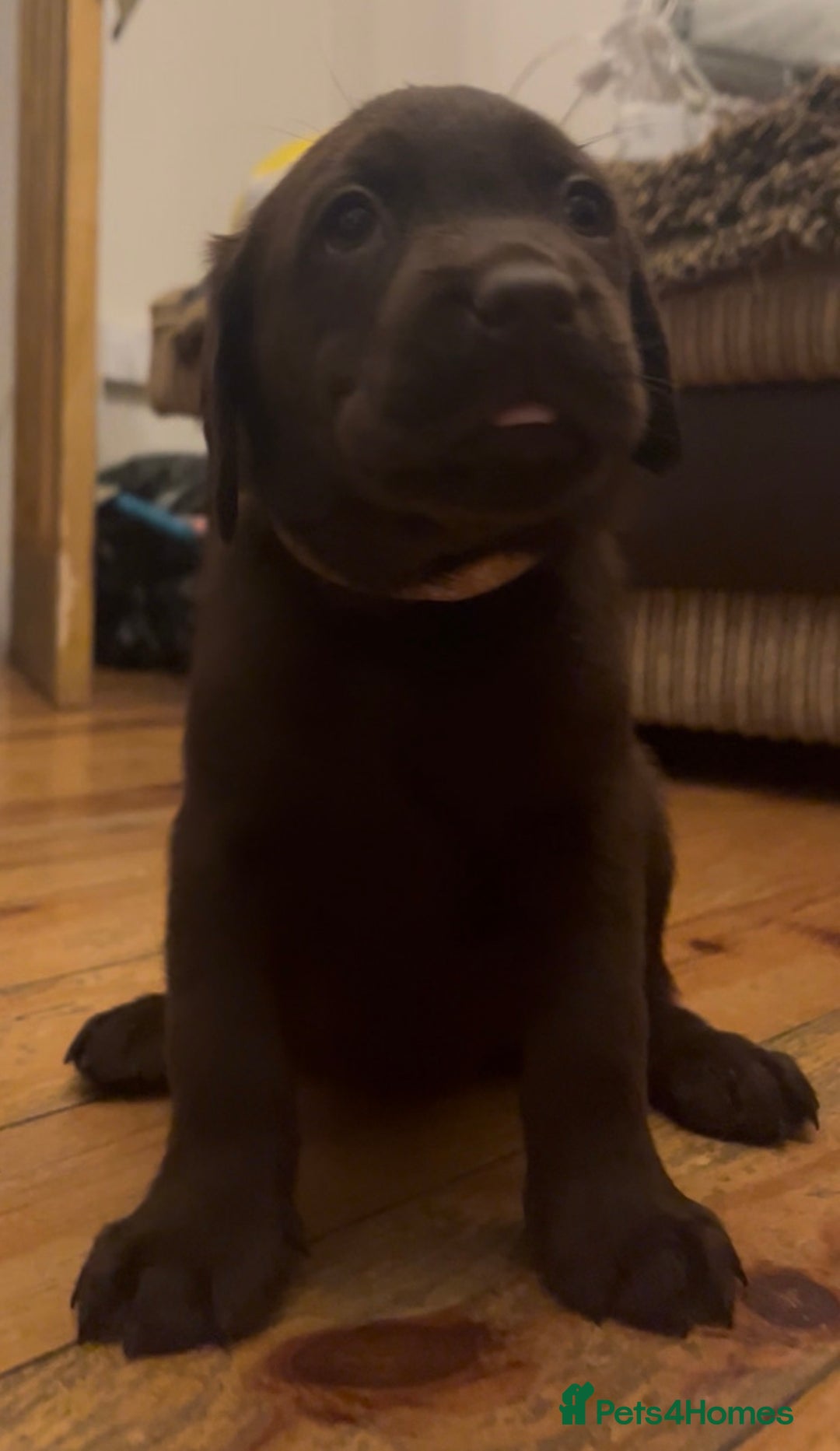 Labrador Retriever dogs for sale: Fully vaccinated chunky pedigree pups  - Advert 26