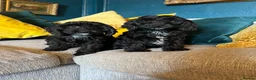 Cockapoo dogs for sale: REDUCED Cockapoo puppies health tested parents   - Advert 3