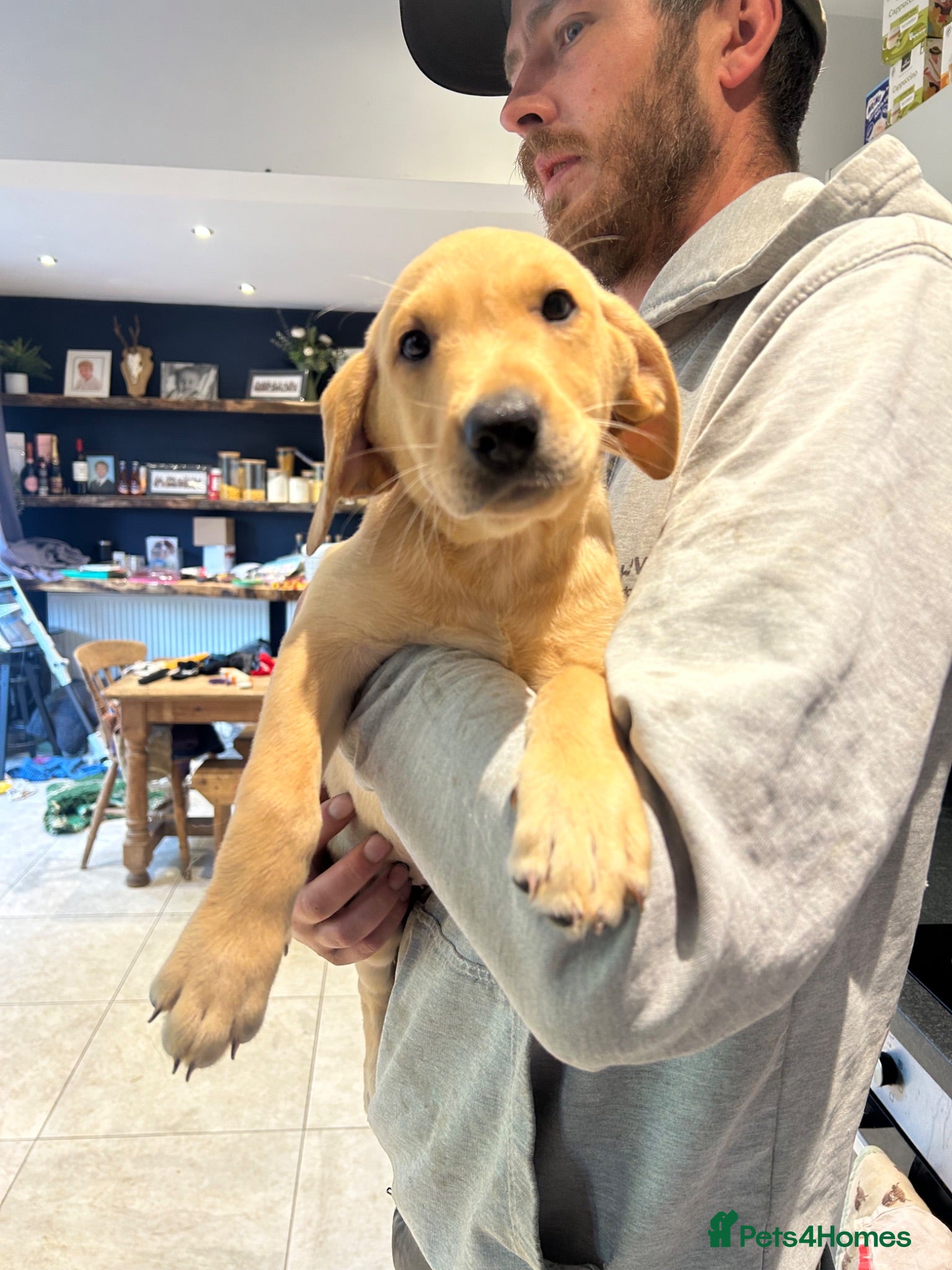 Labrador Retriever dogs  KC reg 1 bitch left  - Advert 17