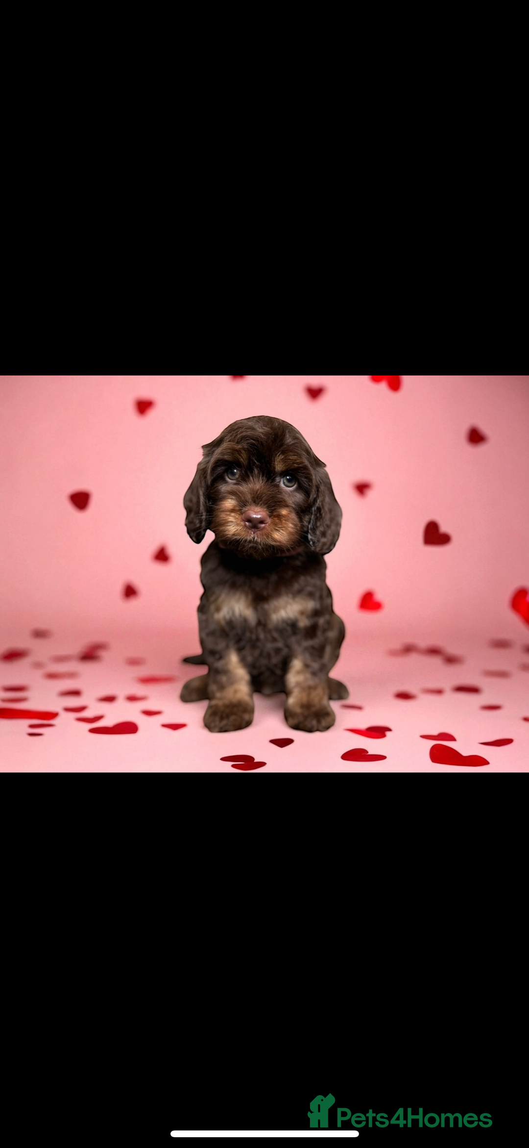 Miniature Poodle dogs for stud: Chocolate phantom miniature poodle stud - Advert 11