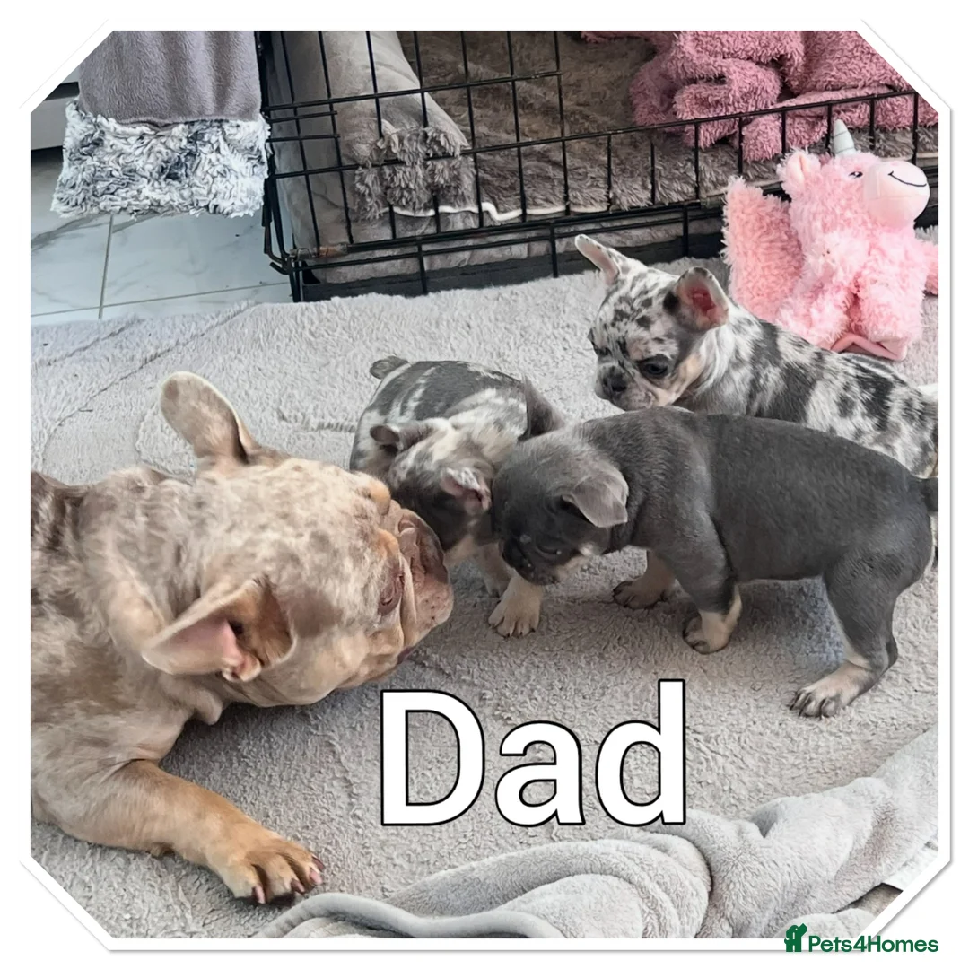 French Bulldog dogs for sale: 1 Frenchie looking for his forever home  - Advert 14