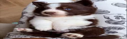 Pomsky dogs for sale: *Ready 1 week* 🇺🇸 Lines Rare Chocolate F3s  - Advert 11