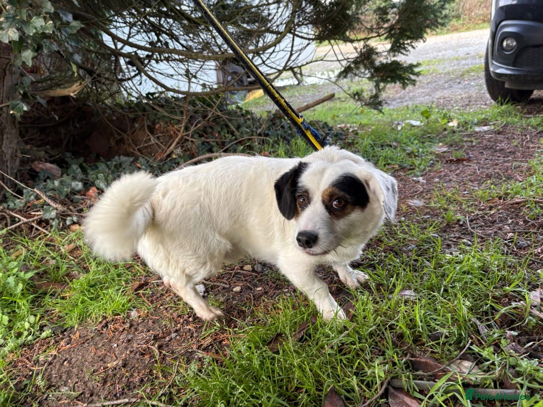 Mixed Breed dogs for adoption: Sefu - Fakenham Norfolk  - Advert 1