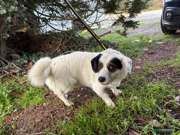 Mixed Breed dogs Sefu - Fakenham Norfolk - Advert 4