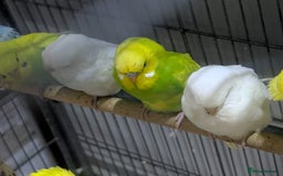 Budgerigars birds for sale: Albino Budgies White and Yellow Colours - Image 9